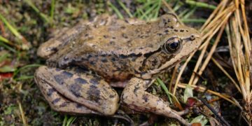 With help from AI, this threatened frog is making a comeback : NPR