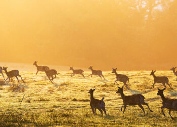 Scientists want to sequence all animals, fungi and plants on Earth