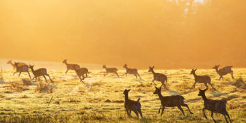 Scientists want to sequence all animals, fungi and plants on Earth