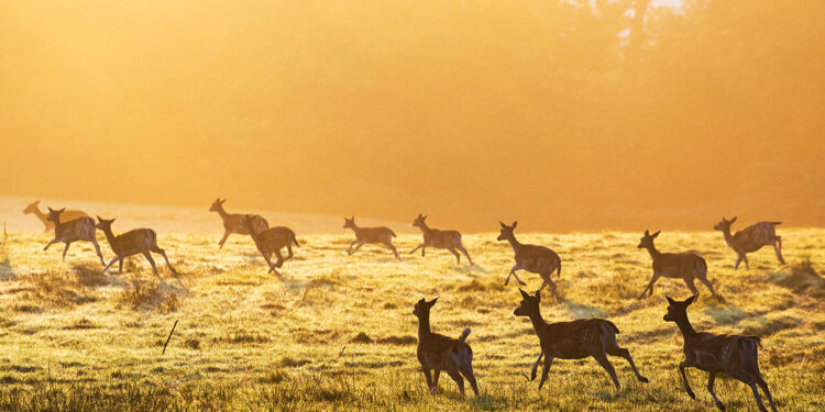 Scientists want to sequence all animals, fungi and plants on Earth