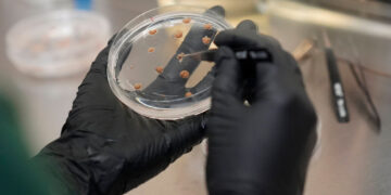 Big chocolate has a growing taste for lab-grown cocoa