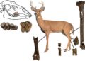 5-Million-Year-Old Deer Fossil Discovered in Tennessee