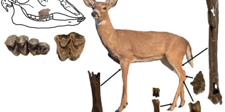 5-Million-Year-Old Deer Fossil Discovered in Tennessee