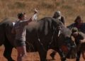 South Africa Uses Radioactive Horns To Fight Rhino Poaching