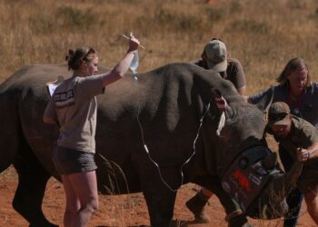 South Africa Uses Radioactive Horns To Fight Rhino Poaching