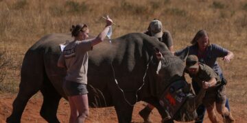 South Africa Uses Radioactive Horns To Fight Rhino Poaching