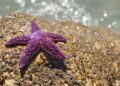 Scientists Solve Mystery Behind Epidemic Of Starfish Deaths