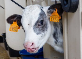 Raw Milk Sold For ‘Non-Human Consumption’ Linked To Outbreak