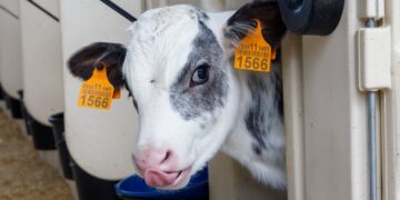 Raw Milk Sold For ‘Non-Human Consumption’ Linked To Outbreak