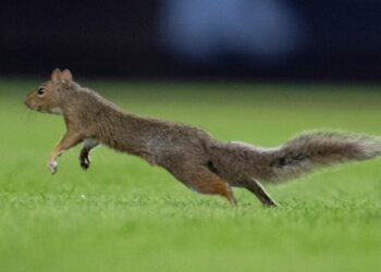 Fans Go Nuts Over Squirrel At Yankee Stadium