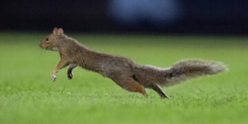Fans Go Nuts Over Squirrel At Yankee Stadium