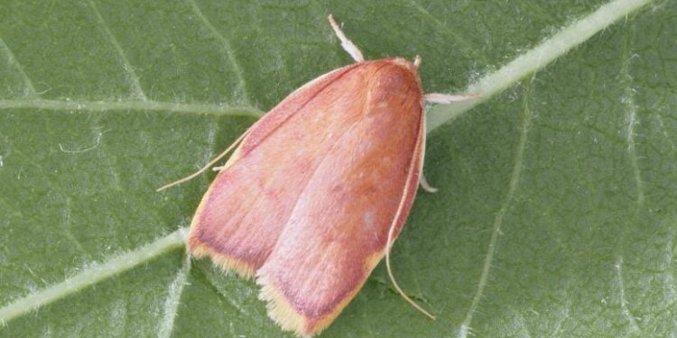 Stunning New Moth Species Discovered After a Century of Confusion