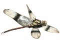 First Ever Dinosaur-Era Dragonfly Fossil Discovered in Canada