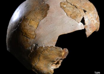 The World’s First Human Hybrid? Ancient Fossil Stuns Scientists