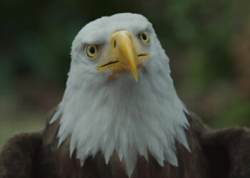 Peacemaker Season 2 Is James Gunn’s Apology For His Many Sins Against Birds