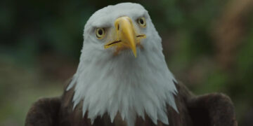 Peacemaker Season 2 Is James Gunn’s Apology For His Many Sins Against Birds