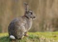Pictures of ‘zombie-rabbits’ with twisting black horns go viral – so are they real? | Science, Climate & Tech News