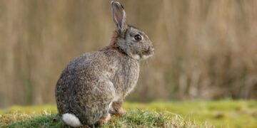 Pictures of ‘zombie-rabbits’ with twisting black horns go viral – so are they real? | Science, Climate & Tech News