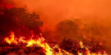 Will more roads in national forests help against wildfires? : NPR