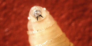 U.S. confirms its first human case of New World screwworm : NPR