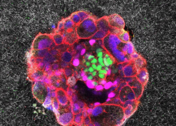 Embryos small but mighty, first live videos show : Shots