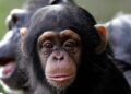 Chimps learn vocal, visual communication patterns from mom, not dad : NPR