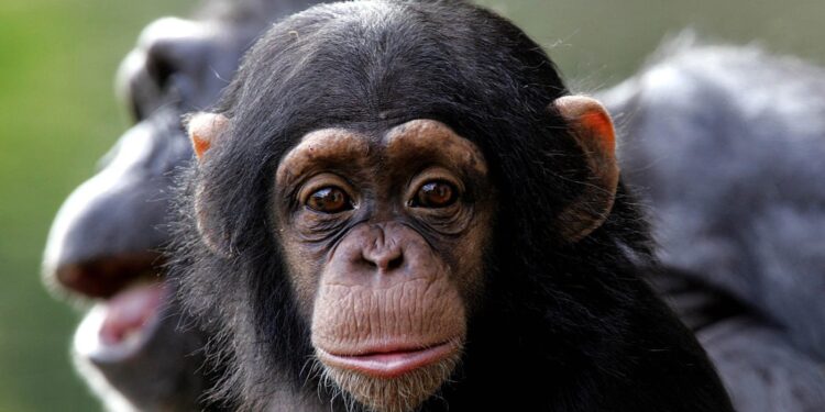 Chimps learn vocal, visual communication patterns from mom, not dad : NPR