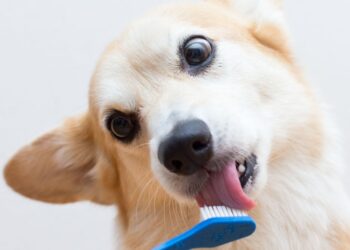 Dental Powder Is A Toothbrushing Alternative For Pets, Vets Say