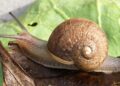 New Zealand Snail’s Rare Shell May Have Doomed His Love Life