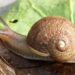 New Zealand Snail’s Rare Shell May Have Doomed His Love Life