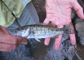 Scientists Discover Two New Bass Species Hiding in Plain Sight