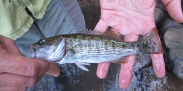 Scientists Discover Two New Bass Species Hiding in Plain Sight