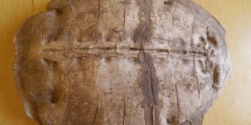 50-Million-Year-Old Sea Turtle Unearthed in Syria Stuns Paleontologists