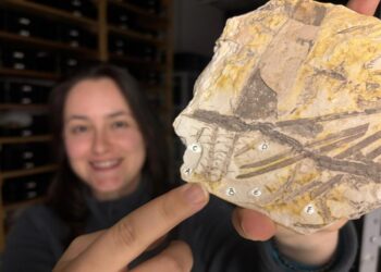 Brazilian Scientists Solve 50-Year-Old Fossil Enigma With Discovery of New Plant Genus