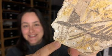 Brazilian Scientists Solve 50-Year-Old Fossil Enigma With Discovery of New Plant Genus