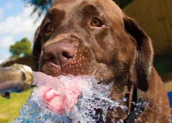 What Is Thirst? | WIRED