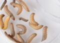 Hungry Worms Could Help Solve Plastic Pollution