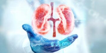Antibody Treatment Could Block Gut-Derived Toxin Behind Kidney Fibrosis