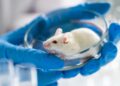 Stanford Scientists Successfully Reverse Autism Symptoms in Mice