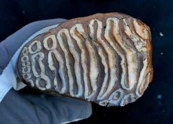 World’s Oldest Microbial DNA Discovered in Ancient Mammoth Remains