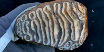 World’s Oldest Microbial DNA Discovered in Ancient Mammoth Remains