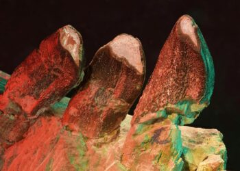 What Dinosaur Teeth Reveal About Life 150 Million Years Ago