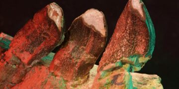 What Dinosaur Teeth Reveal About Life 150 Million Years Ago