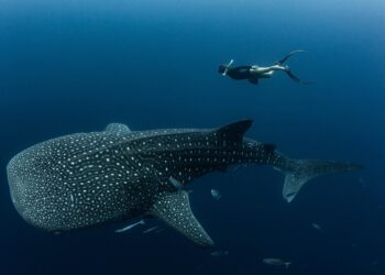 Endangered Whale Sharks Are Covered in Scars, and Humans Are to Blame