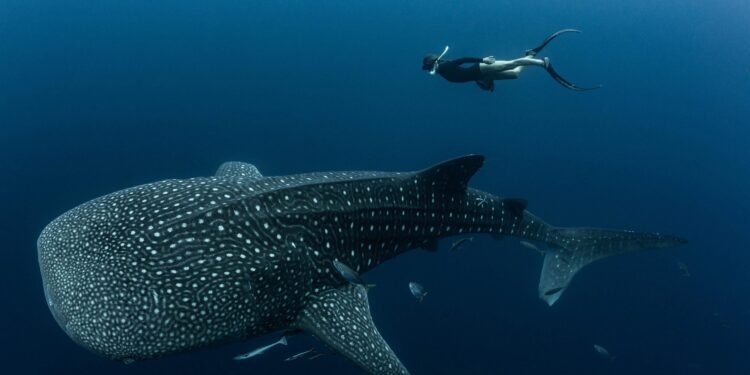 Endangered Whale Sharks Are Covered in Scars, and Humans Are to Blame