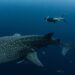 Endangered Whale Sharks Are Covered in Scars, and Humans Are to Blame