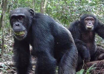 Chimpanzees consume ‘two alcoholic drinks a day’, study says | World News