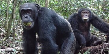 Chimpanzees consume ‘two alcoholic drinks a day’, study says | World News