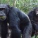 Chimpanzees consume ‘two alcoholic drinks a day’, study says | World News
