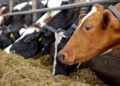 UK warned it’s on course to fail in efforts to wipe out bovine TB | Science, Climate & Tech News